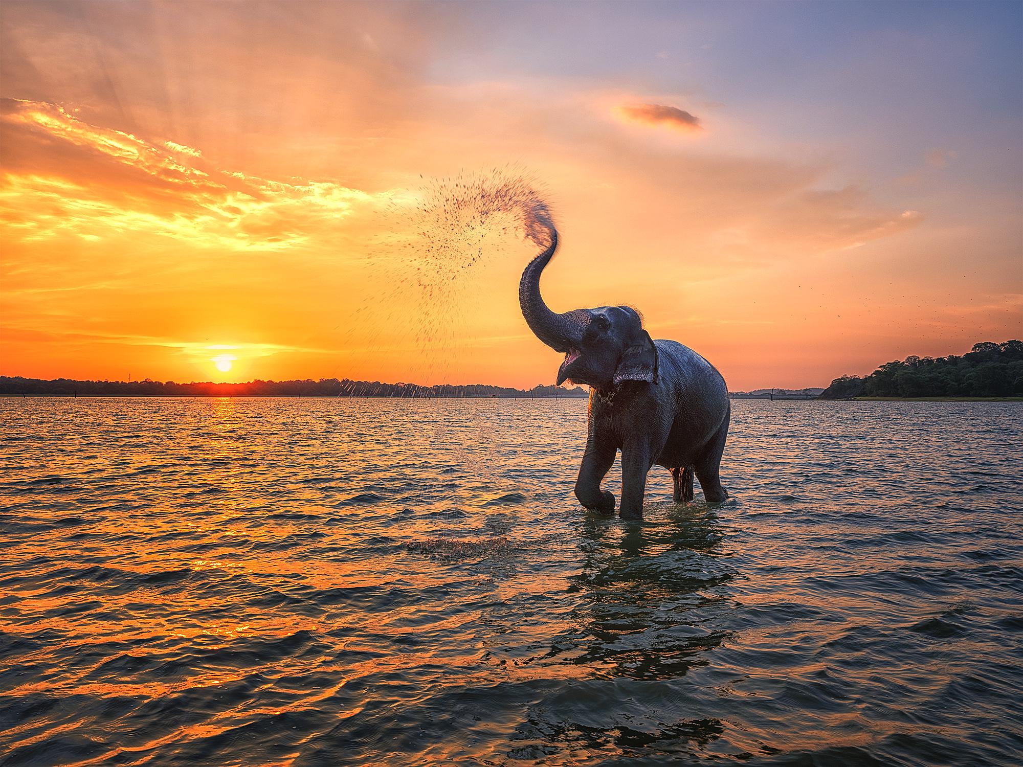 Lakshan Safari Habarana